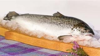 Scottish salmon