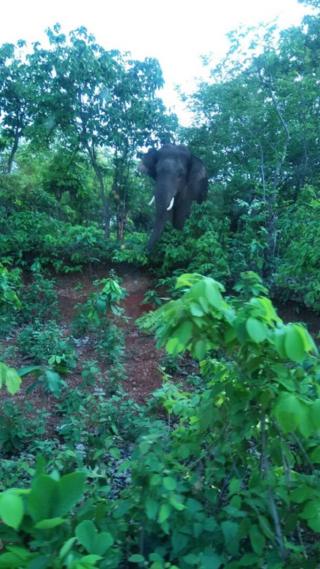 हाथी