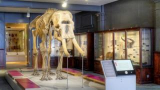 Skeleton of an elephant