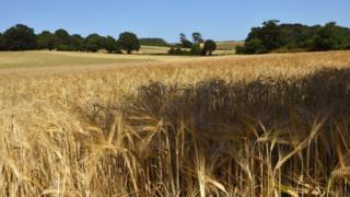 A field of cereal (either wheat or barley) in a field in Suffolk