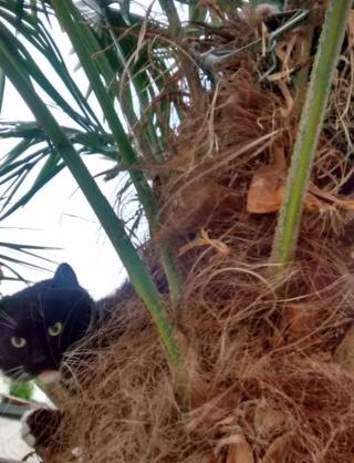 Cat in trap in tree