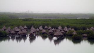 A mangrove plantation