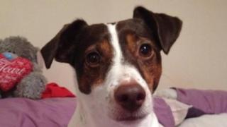 Smudge the dog