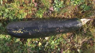 Courgette mistaken for WW2 bomb
