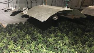 Cannabis in Underwood Leisure Centre