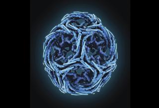 Clathrin cage - Maria Voigt, RCSB Protein Data Bank