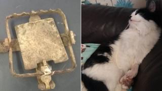 Trap which the cat's paw was stuck in