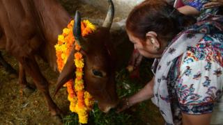 Many Hindus consider cows sacred