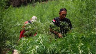 ganja
