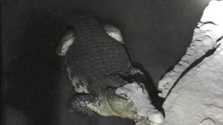 buaya
