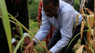 Akinwumi Adesina inspecting crops (Image: World Food Prize)