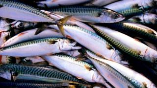 makerel. cina, cacing, badan pom