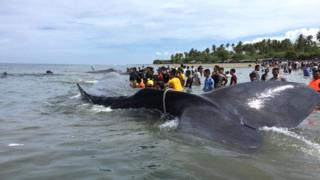 Aceh, Paus