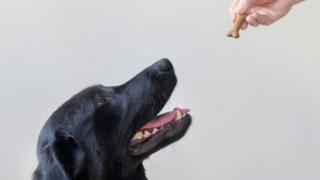 Lucha contra la obesidad canina de la crisis - Noticias de la BBC 1 Labrador being offered a treat