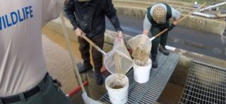 California Department of Fish and Wildlife evacuate salmon