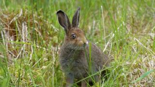 Rescued hare
