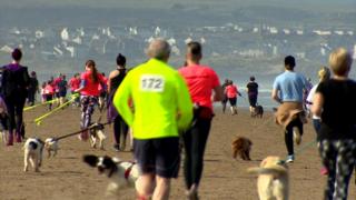 Waggy races