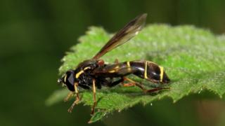 Phantom hoverfly