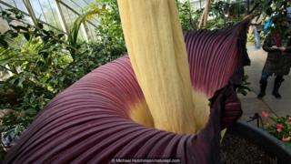 Michael Hutchinson/naturepl.com
