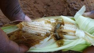 Maize