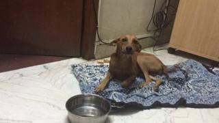 rescued dog