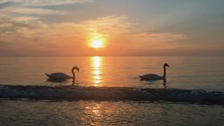 Swans in Crimea