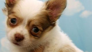 Chihuahua