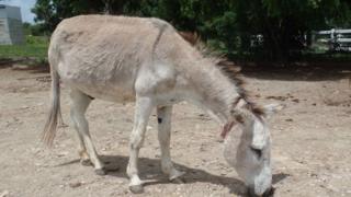 Donkey at the sanctuary