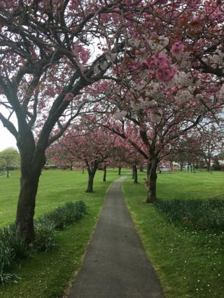 Cherry Blossom trees in Carlingwark Park, Castle Douglas