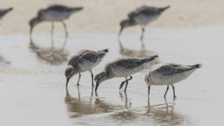 Foraging red knots in Mauritania