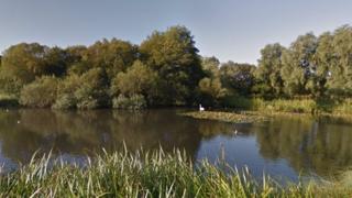 Swan near Provan Hall