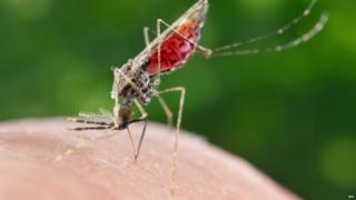 Mosquito