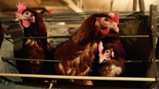 Grippe aviaire: plusieurs pays interdisent les volailles sud-africaines
