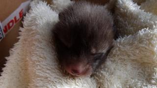 Fox cub