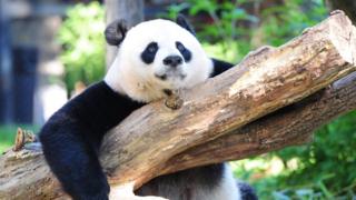 米ワシントンのスミソニアン国立動物園にいるメイシャン(8月24日)
