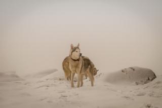 Dogs in snow in Southern Cairngorms