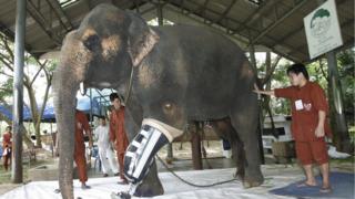 Gajah, thailand