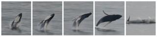 Humpback whale