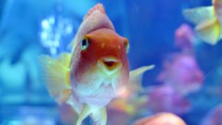 gold fish