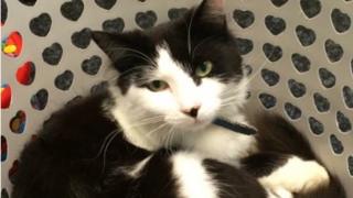 Mr Mistoffelees
