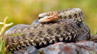 European common adder