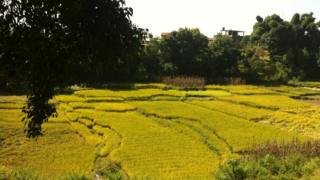 धान खेत