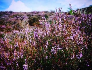 A field of heather