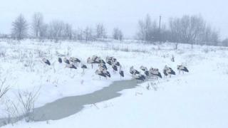 Лелеки замерзають