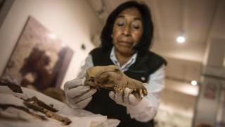 Una investigadora con el cráneo de un perro.