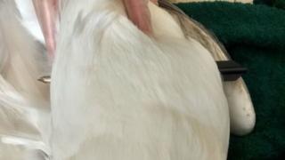Seagull