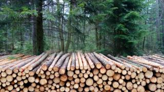 Bosque