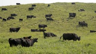 grassland