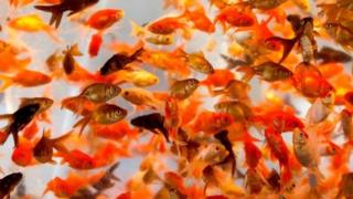 曾經是寵物的金魚被人放到慕尼黑的公共水域