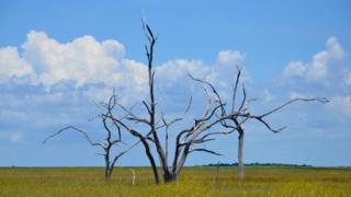 skeleton of a submerged oak tree